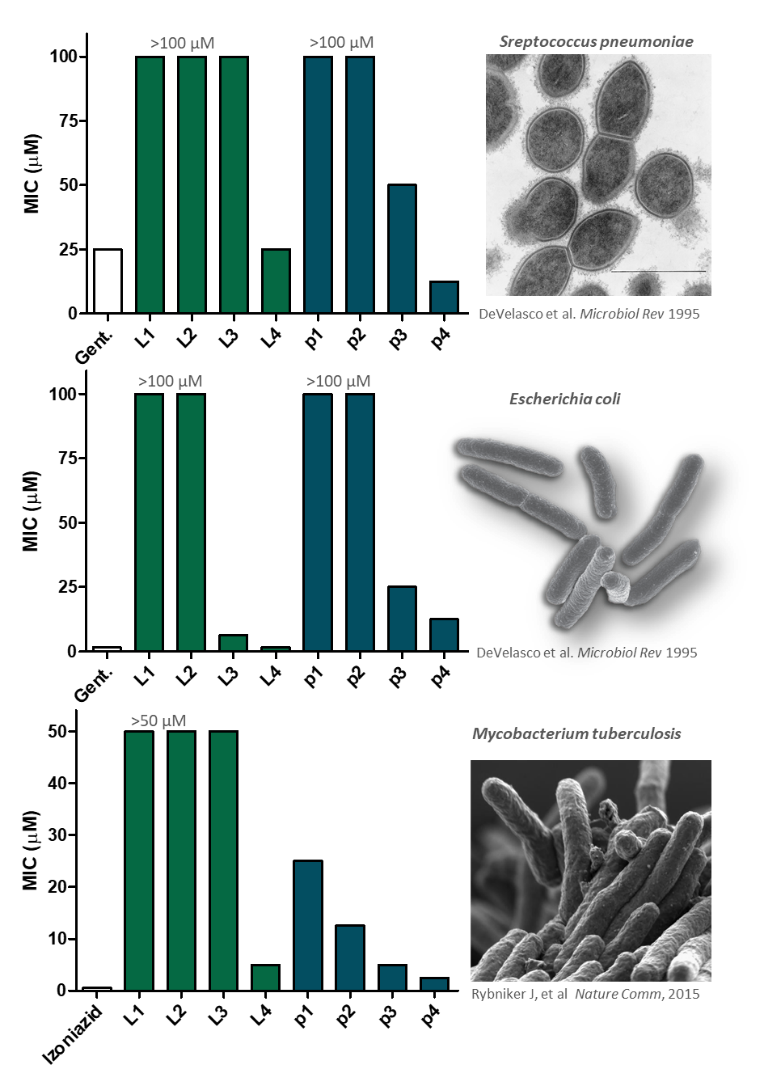 antimicrobial drugs