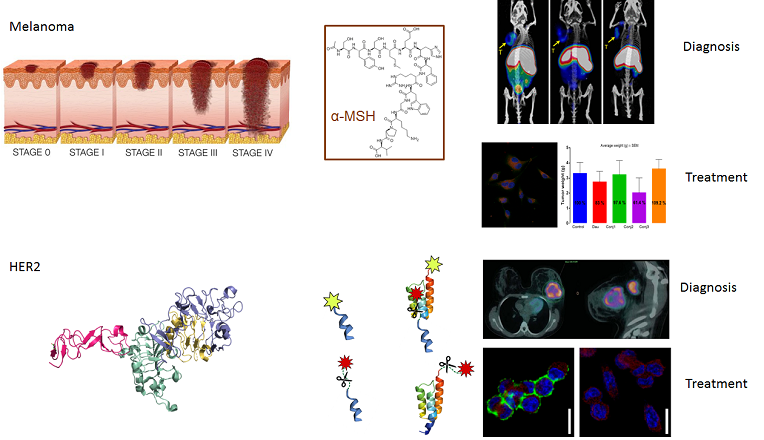 antitumour conjugates