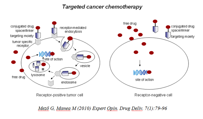 targeted tumor therapy